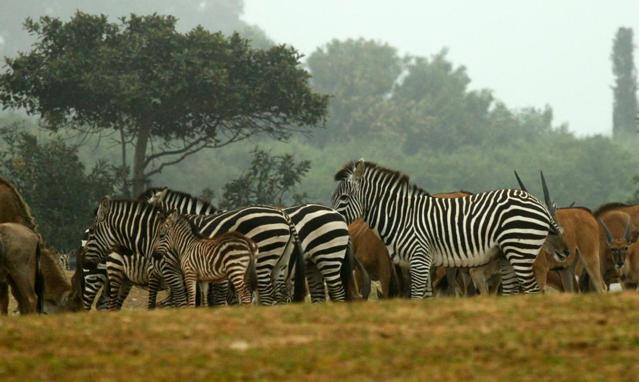 Ramat Gan Safari